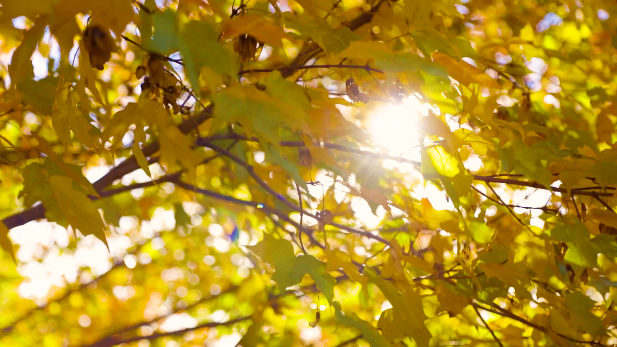 Enjoy Highland Park - Fall Showcase
